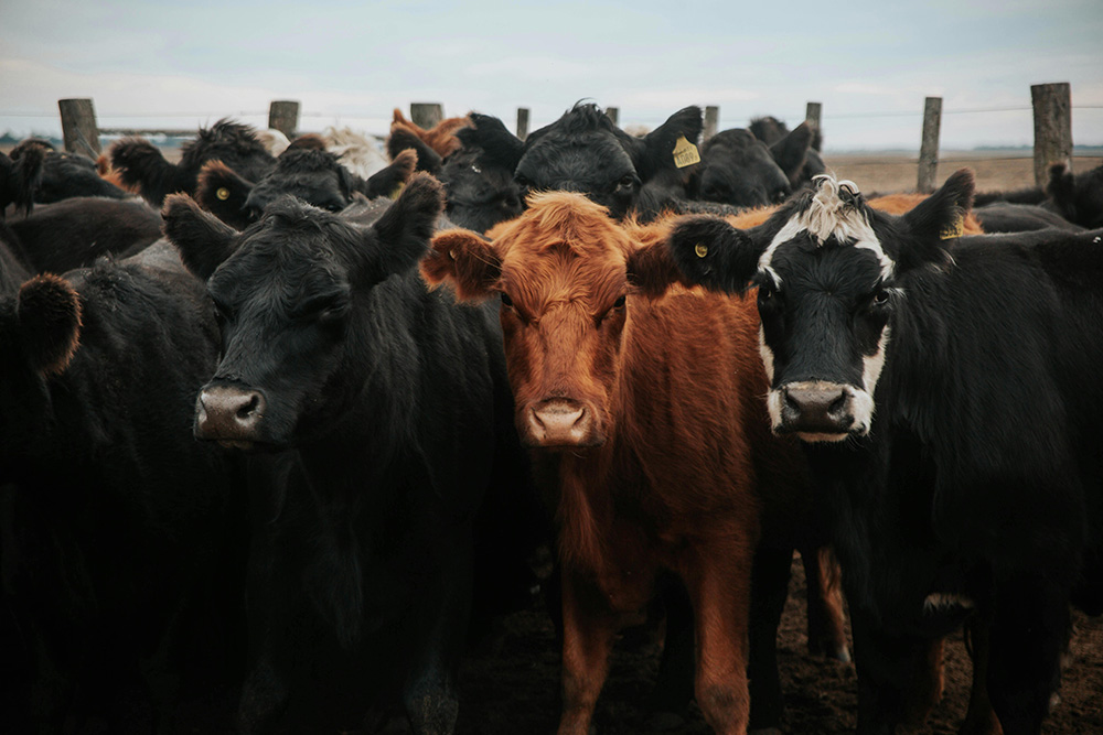 Where’s the Beef From? An Insight on Imports
